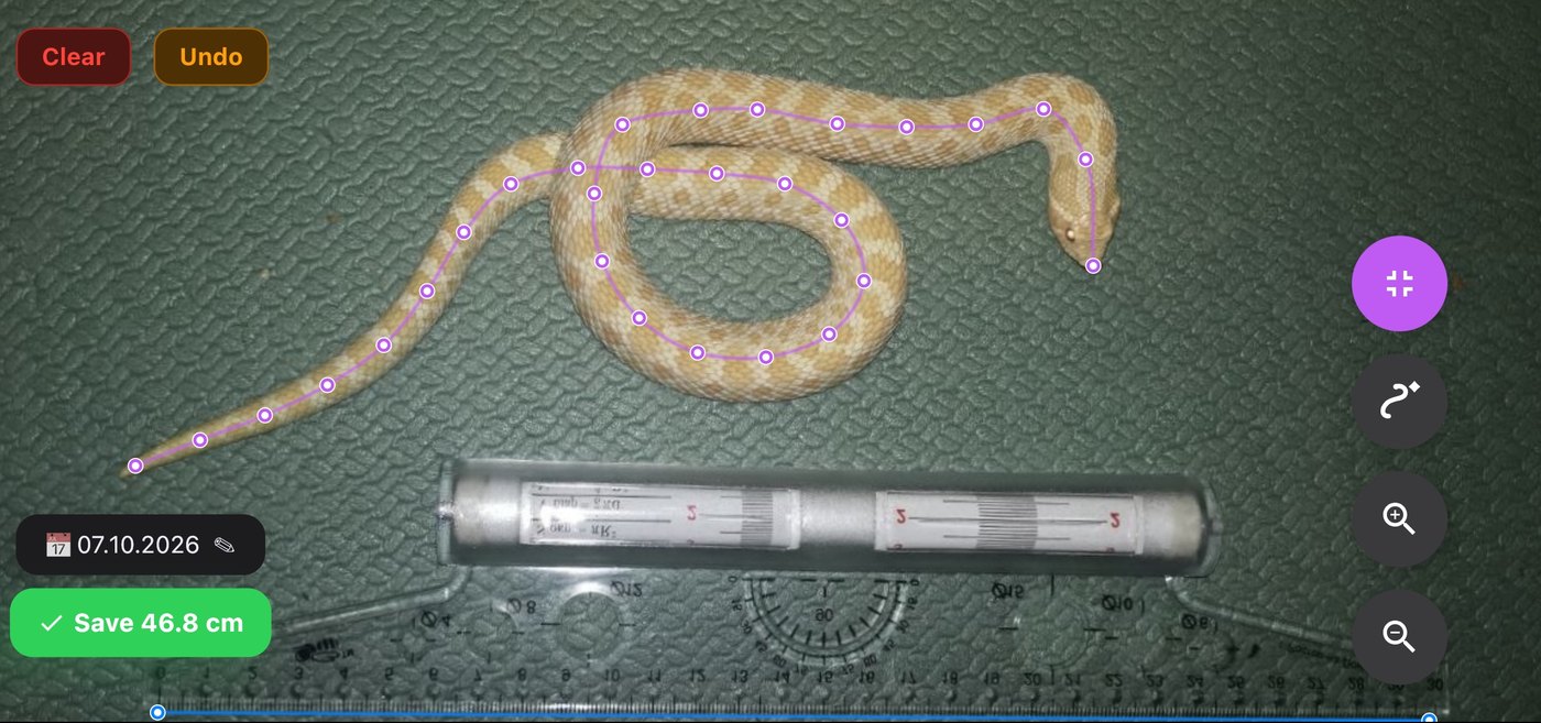 Snake Measurer: a corn snake traced with 29 points beside a ruler, result 46.8 cm