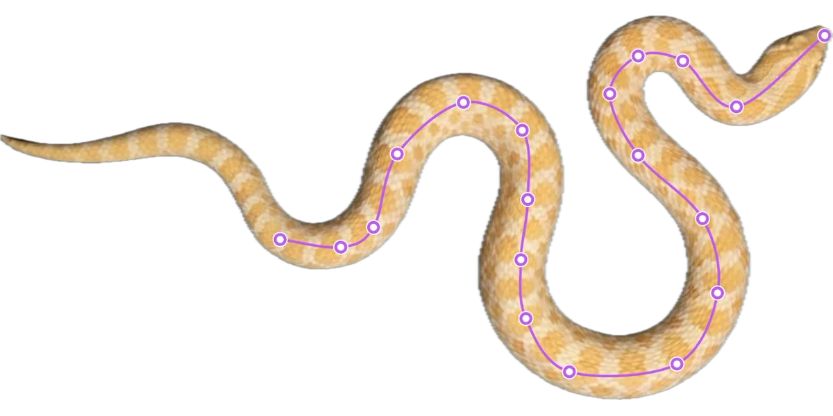 A butter corn snake measured along its length with the app