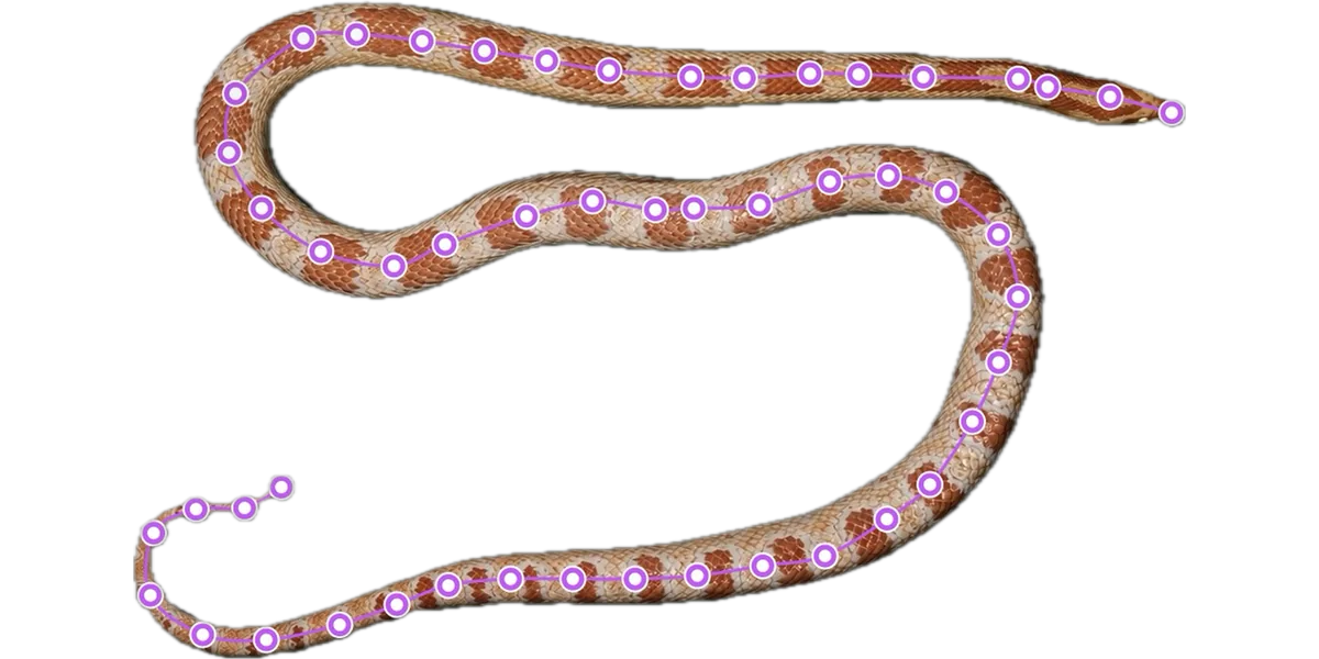 A corn snake measured along its length with the app
