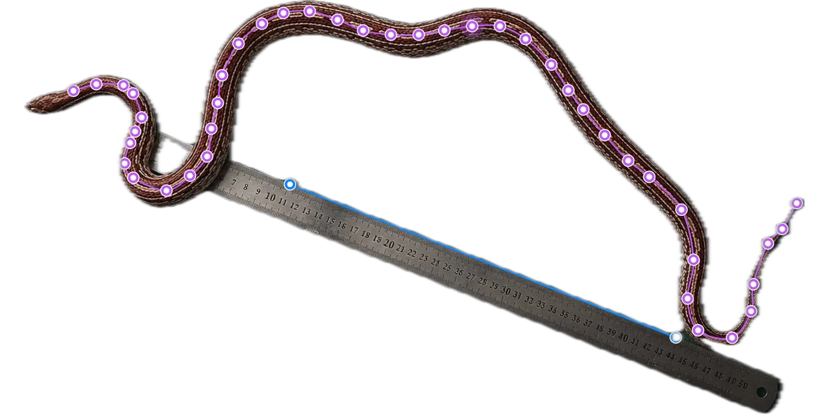 A snake measured against a ruler reference with the app